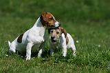 JACK RUSSEL 085